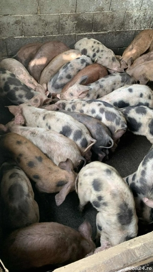 vand porci  - imagine 2