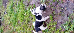 catei de vanzare - imagine 3