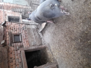 Porcii de vînzare rasă pietrean - imagine 2