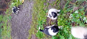 catei de vanzare - imagine 4