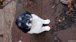 catei de vanzare - imagine 2