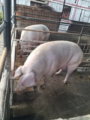 de vânzare 2 scroafe 250..270 kg ofer transport 