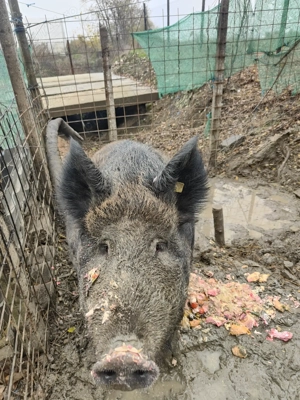 Porc de vânzare - imagine 2