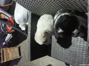 Vand căței ciobănesc  - imagine 5