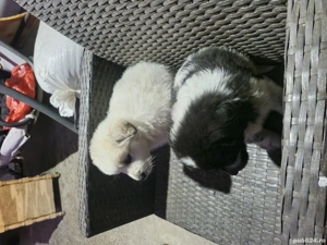 Vand căței ciobănesc  - imagine 4