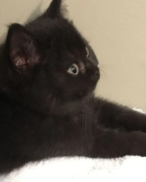 British Black  - imagine 2