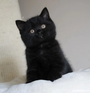 British Black  - imagine 3