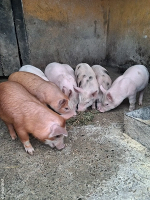 de vânzare 8 purcei de 6 săptămâni curățați și înțărcați 