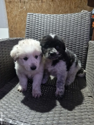 Vand căței ciobănesc 