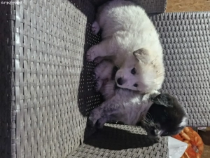 Vand căței ciobănesc  - imagine 3