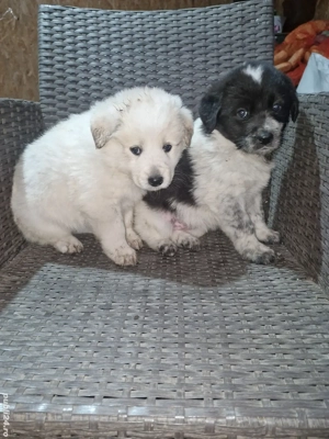 Vand căței ciobănesc  - imagine 2