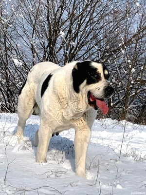 Femelă ciobănesc de asia centrală cu pedigree  - imagine 4