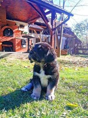 Femelă ciobănesc de asia centrală cu pedigree  - imagine 3