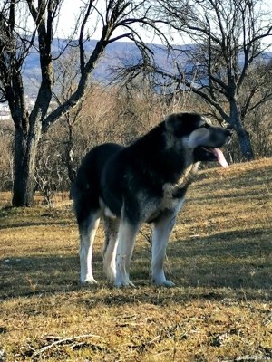 Femelă ciobănesc de asia centrală cu pedigree  - imagine 5