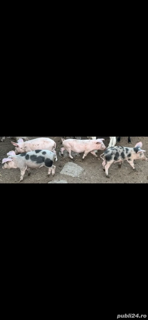 Purcei 400 lei  bucata