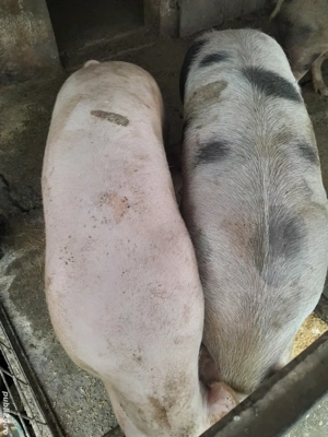 Vând porci 130-180 kg