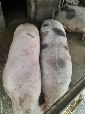 Vând porci 130-180 kg - imagine 3