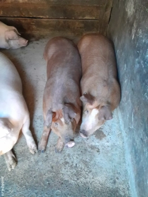 Vând porci 130-180 kg - imagine 4