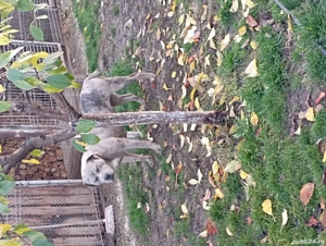 Femelă American Bully Merle 