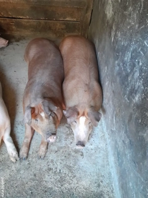 Vând porci 130-180 kg - imagine 2