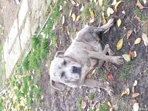 Femelă American Bully Merle  - imagine 4