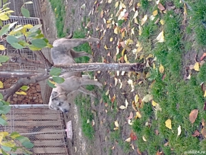 Femelă American Bully Merle  - imagine 3