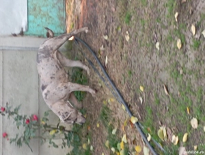 Femelă American Bully Merle  - imagine 2