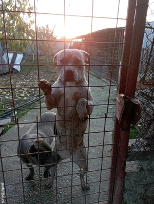 Femelă American Bully Merle  - imagine 5