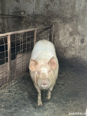 Vând porci oferim si transport  - imagine 2
