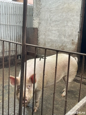Mai am porc 270 280 kg  - imagine 2
