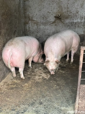 Vând porci oferim si transport  - imagine 3