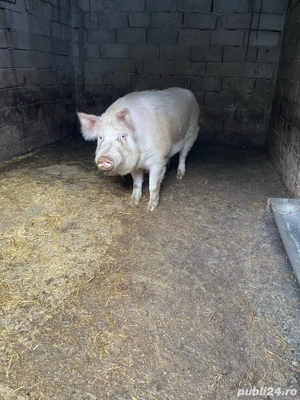 Vând porci oferim si transport  - imagine 5