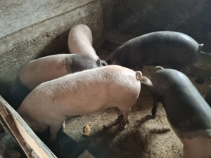 Vând porci  70 -100 kg