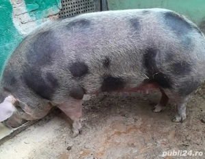 Vând porc soi petrean