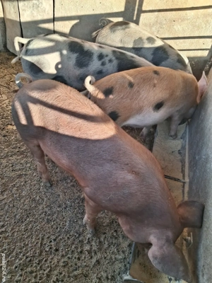 de vânzare 4 scrofițe 60 kg rasă duroc și petrean crescute la țară  - imagine 3