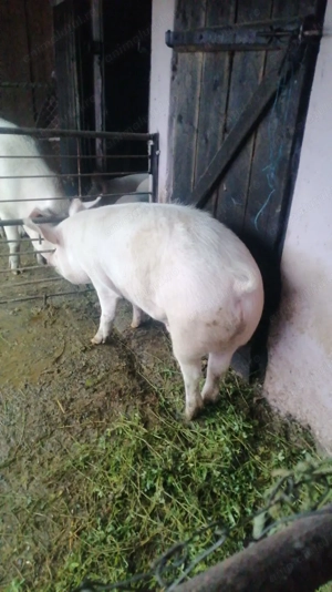 Vând porc 140 kg - imagine 3