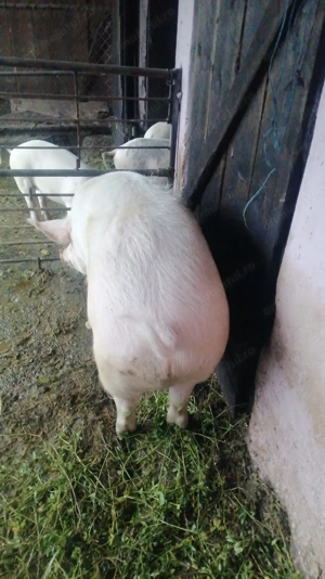 Vând porc 140 kg - imagine 2