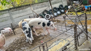 Porci de vanzare - imagine 4