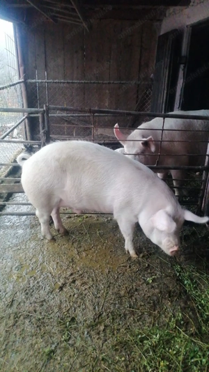 Vând porc 140 kg - imagine 4