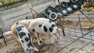 Porci de vanzare - imagine 3