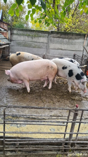Porci de vanzare - imagine 5