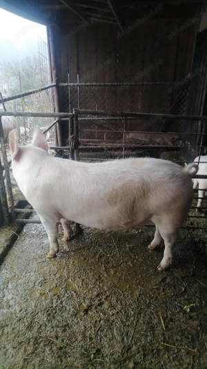 Vând porc 140 kg - imagine 5