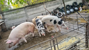 Porci de vanzare - imagine 2