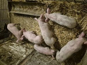 Purcei Marele alb cu Pic - imagine 2