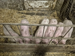 Purcei Marele alb cu Pic - imagine 3