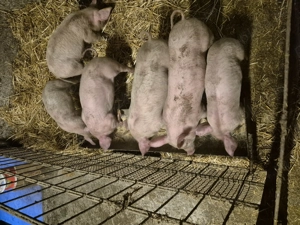 Purcei Marele alb cu Pic - imagine 4