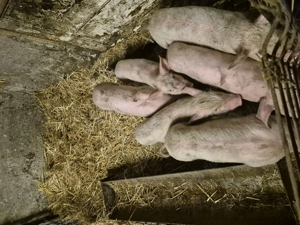 Purcei Marele alb cu Pic