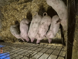 Purcei Marele alb cu Pic - imagine 5