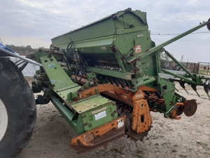 Semanatoare paioase  Amazone  - imagine 3