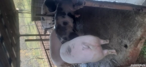 Porci de vânzare 